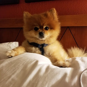 Meet your Posher, Dave